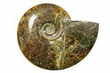 Polished Ammonite (Cleoniceras) Fossil - Madagascar #283429-1